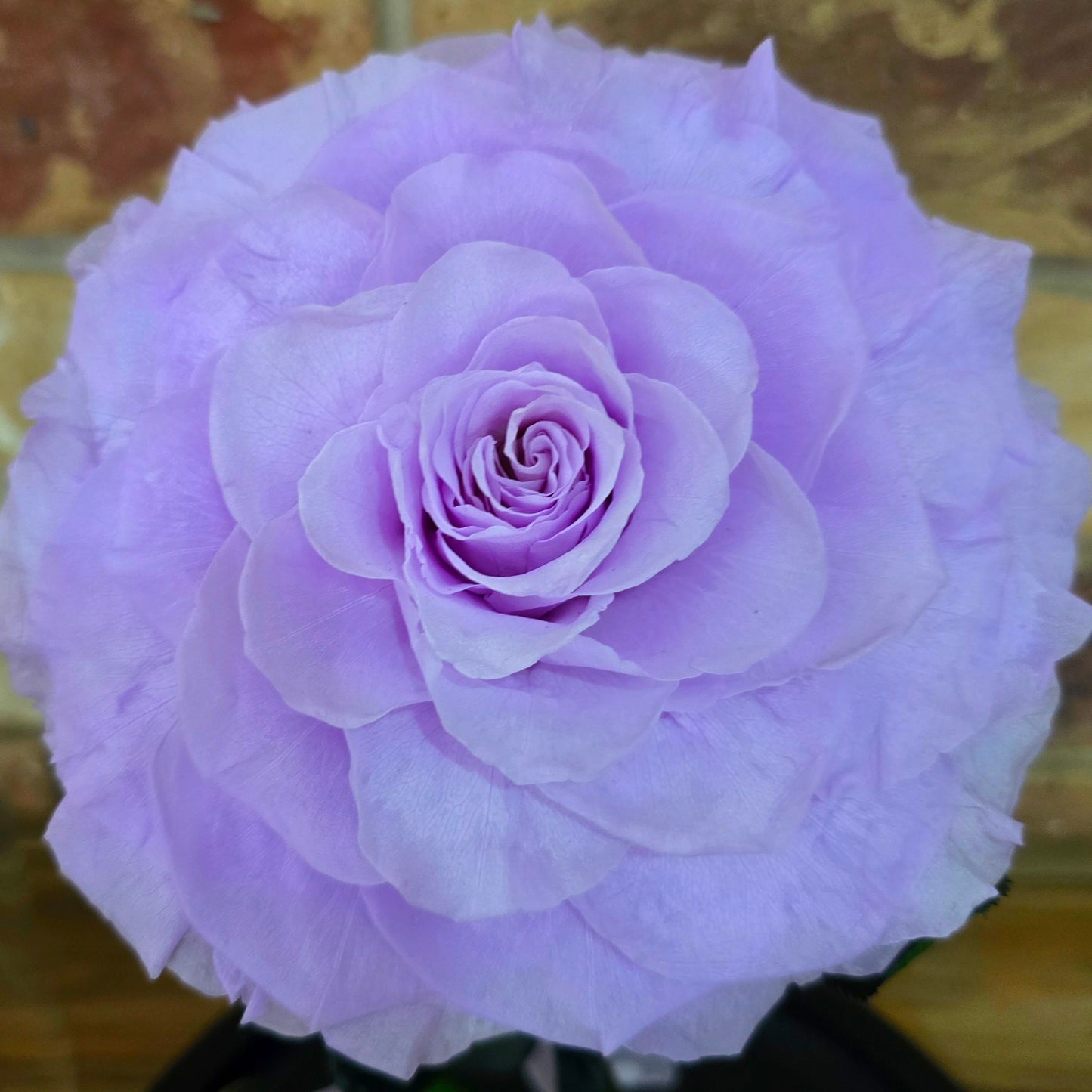 Rose Domes - Large