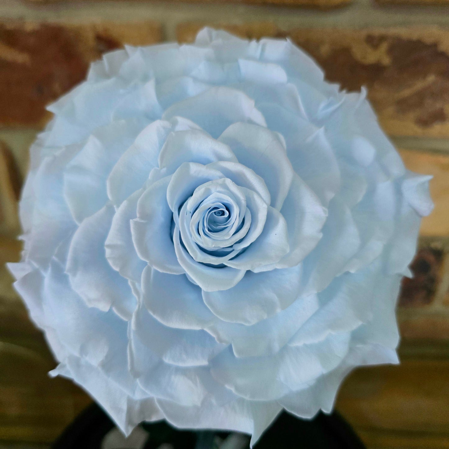 Rose Domes - Large
